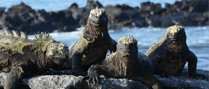 Galapagos Animals: A group of marine iguanas resting on a rock