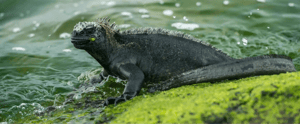 hero banner sea marine iguana