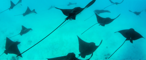 Marine life-galapagos animals: stringrays