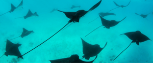 Stingrays in the Galapagos Islands