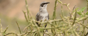hero banner mockingbird