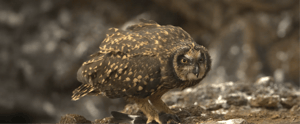 Galapagos Barn Owl in the Galapagos Island
