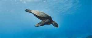 hero banner sea turtle
