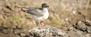 Galapagos Island: Swallow Tailed Gull in the Galapagos Island