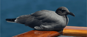 Brown Noody Tern- Go Galapagos