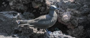 Brown Noody Tern- Go Galapagos