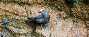 Brown noody tern-Galapagos animals