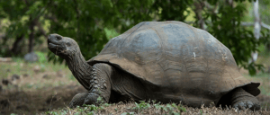 Galapagos Animals: Giant Tortoise-Go Galapagos