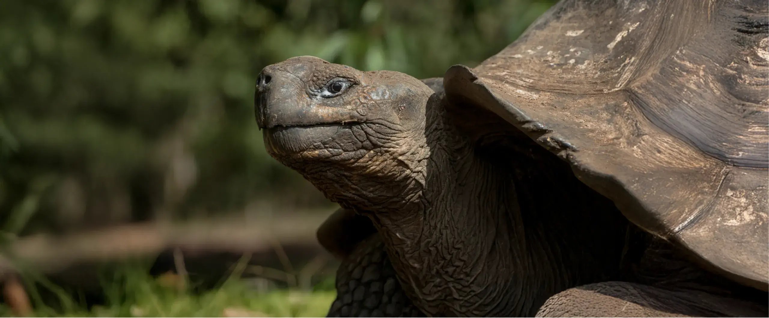 hero banner giant tortoise