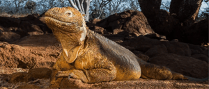 Galapagos Animals: Land iguana reclining on a rock