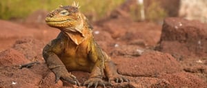 Galapagos Animals: Land Iguana-Go Galapagos