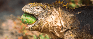 Galapagos Animals: Land Iguana eating a tuna