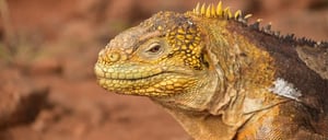 Galapagos Animals: Land Island slider