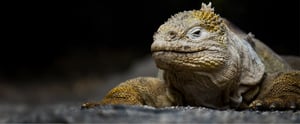 Land Iguana in the Galapagos Island