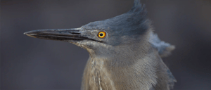 Galapagos Animals: Lava Heron-Go Galapagos