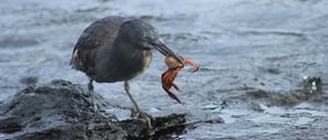 Galapagos Animals: Lava Heron catching a crab