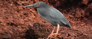 Galapagos Animals: Lava Heron in Rabida Island