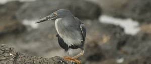 Galapagos Animals: Lava Heron walking