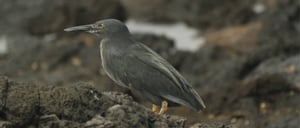 Galapagos Animals: Lava Heron walking on a rock