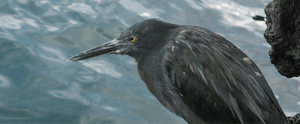 Lava heron in The Galapagos Animals
