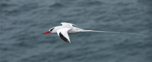 Red-Billed Tropicbird in the Galapagos Islands