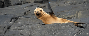 Sea Lion in the Galapagos Islands
