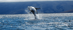 Galapagos Animals: Whales in the Galapagos Islands