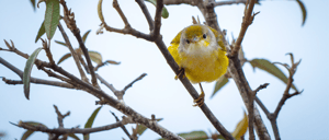 Yellow Warbler in the Galapagos Island