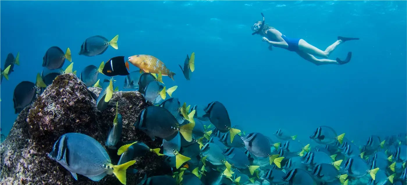 Woman snorkeling with colorful tropical fish in the Galapagos Islands, exploring clear blue water and vibrant marine life.