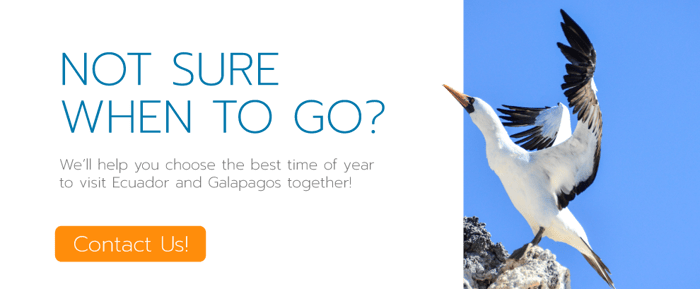 Galapagos-Cruise-Nazca-Booby
