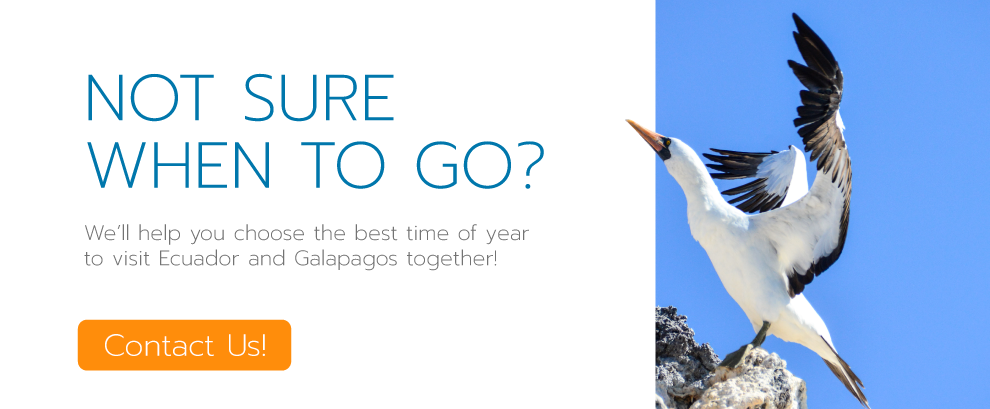 Galapagos-Cruise-Nazca-Booby