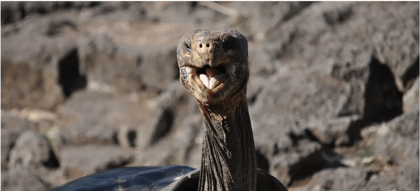 Floreana Giant Tortoise