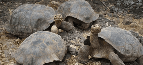 Tortoises