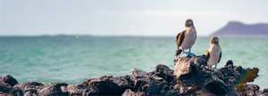 Galapagos Blue Footed Booby