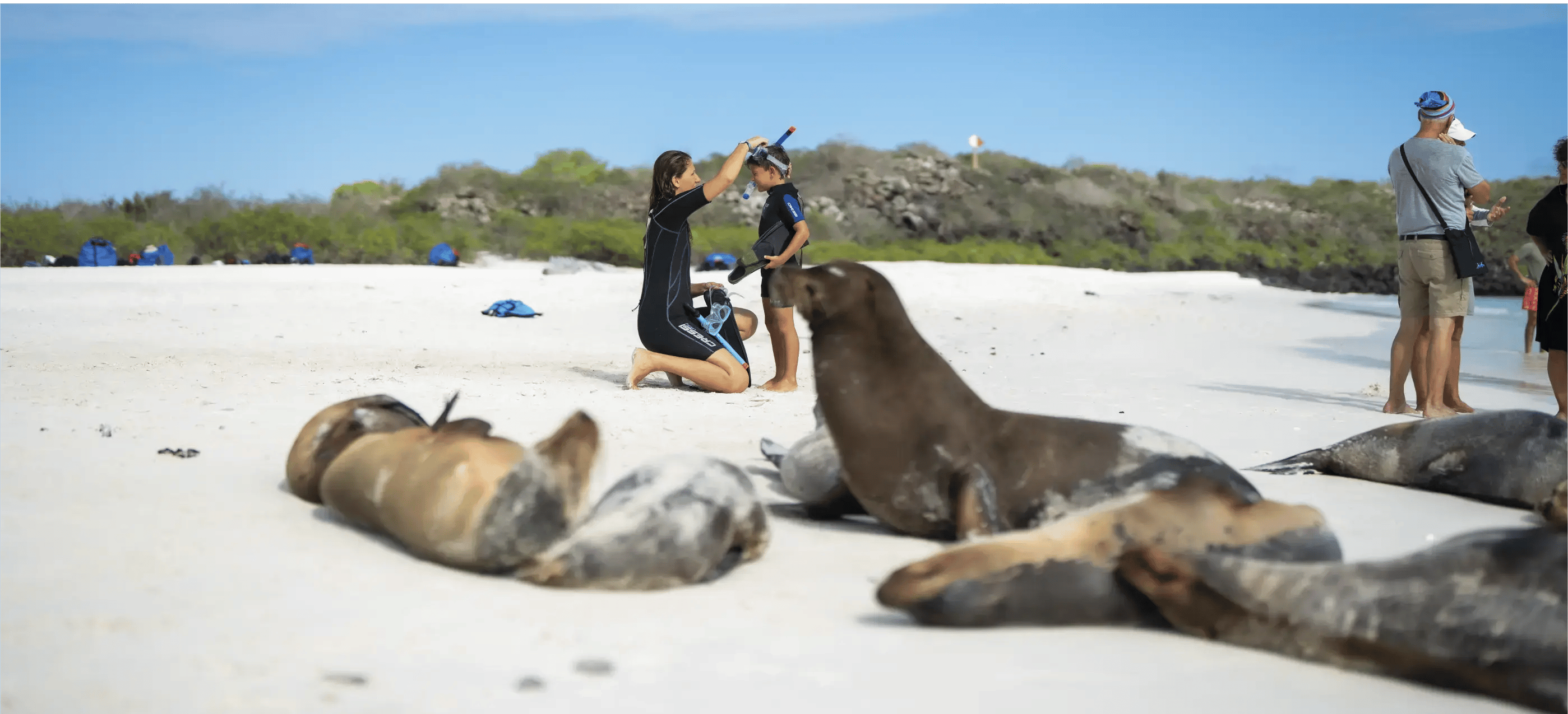 Alt text SEO:  Child preparing to snorkel near sea lions on a beach in the Galapagos Islands during a family adventure.