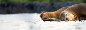 Blog--Sea-Lions-relaxation-banner-3