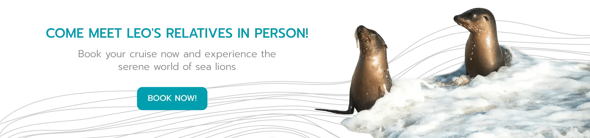Blog--Sea-Lions-relaxation-cta-3