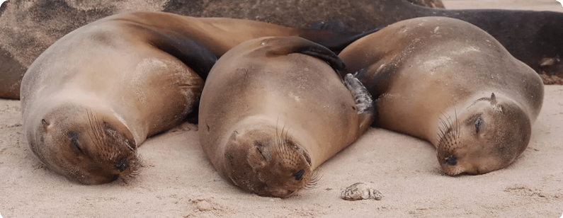 Blog--Sea-Lions-relaxation-imagen-1