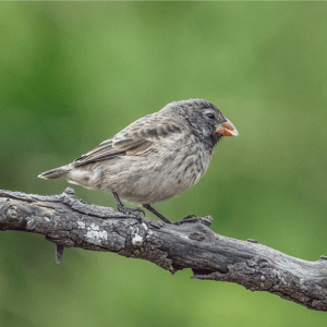 Galapagos Darwin Finch - Living Laboratory of Evolution