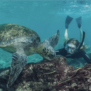 Snorkeling with turtle in Galapagos - Galapagos Activities