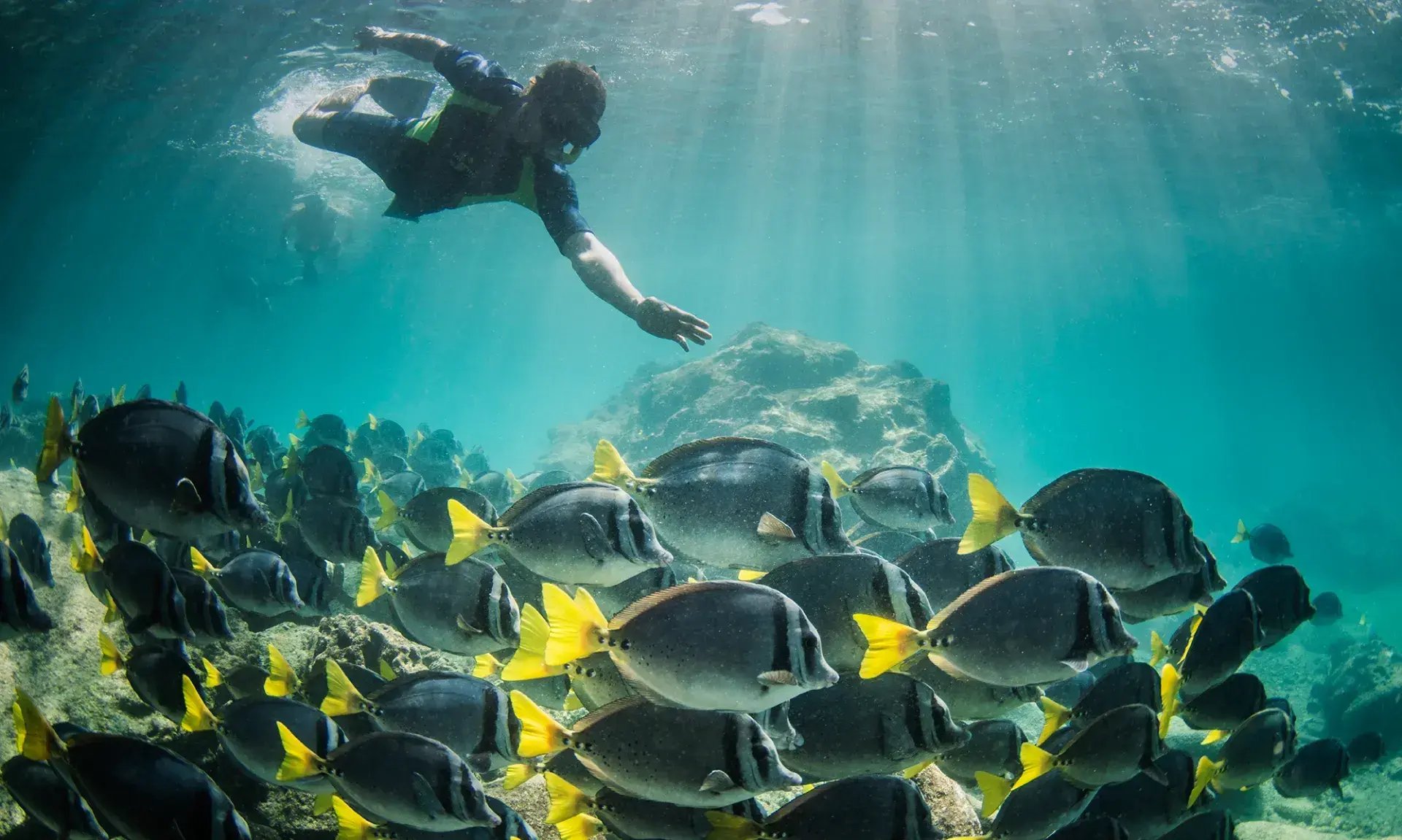 HB-Home-snorkeling-fish
