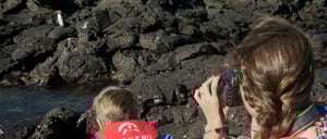 Bartolome in Galapagos Islands with kids looking a Galapagos penguin in the rocks and taking pictures