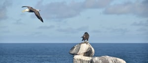 Suarez Point - Española in Galapagos Island view of a Galapagos Falcon and a albatros