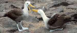 Suarez Point - Española in Galapagos Island, tourist looking the albatroses