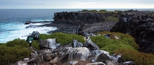 South Expedition (D) Galapagos Legend: Punta Suarez