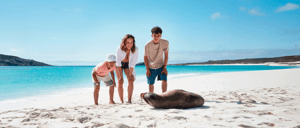 Gardner Bay - Española Island in the Galapagos Islands white sand beach with sea lion and tourist experience