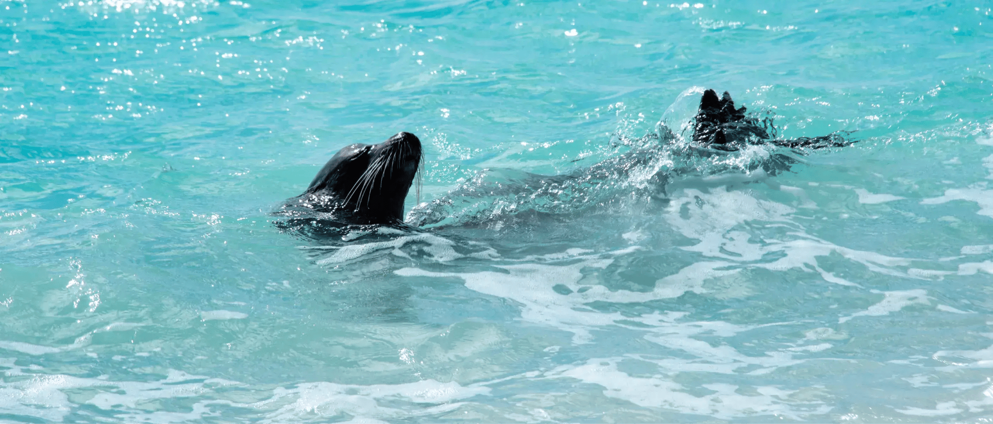NewWeb_HB_islas_Española-sealion-gallery