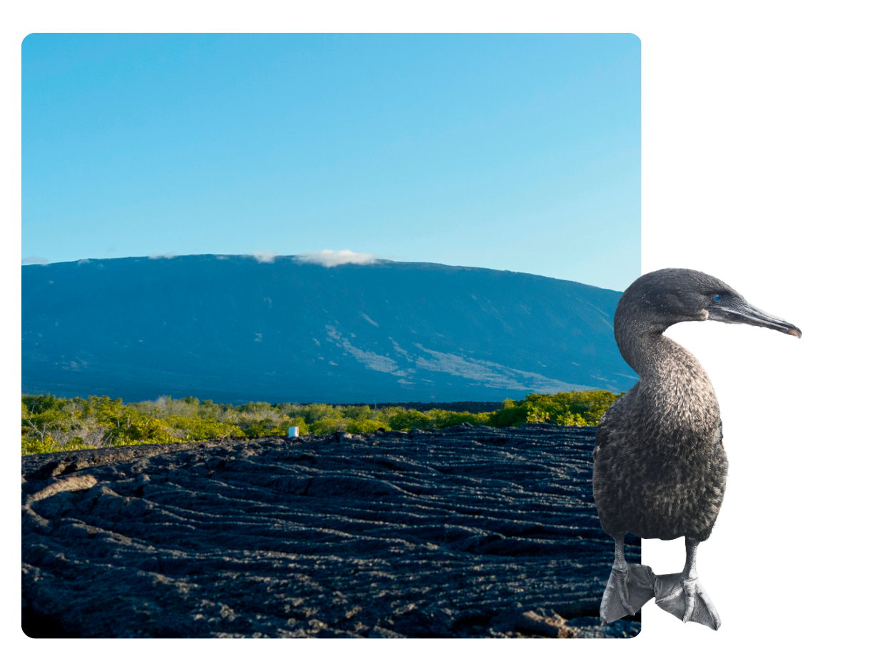 Fernandina Island and a Flightless cormorant