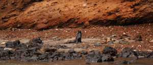 Champion - Floreana in Galapagos islands, view of a cove in the rocks with a sea lion