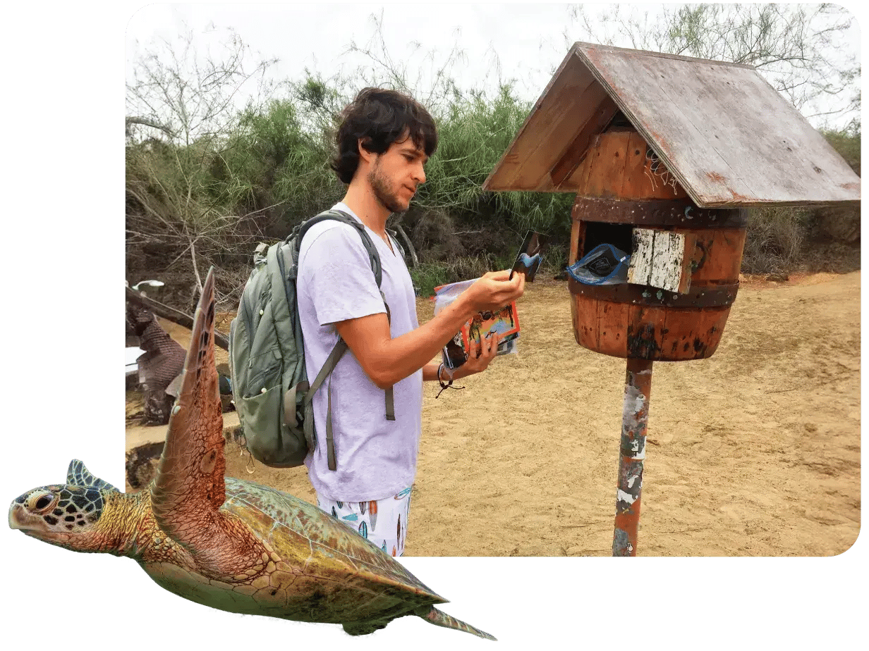 A traveler at Post Office Bay leaving a postal card, and a sea turtle in the picture